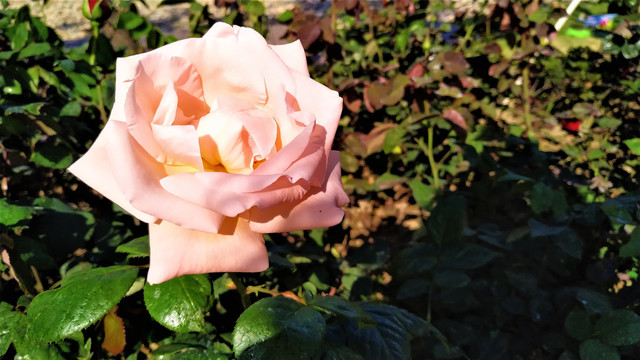 月季花