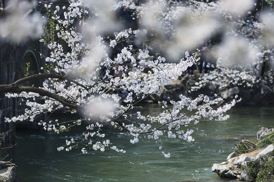 春天杭州太子湾盛开的樱花