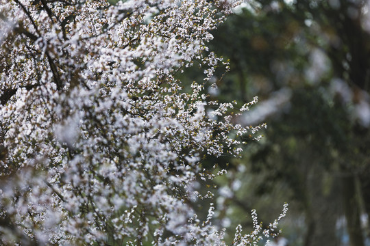 杭州太子湾公园春天里盛开的樱花