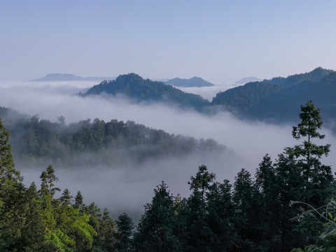 高山云雾