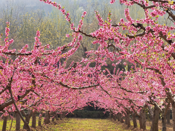 桃花迎春道