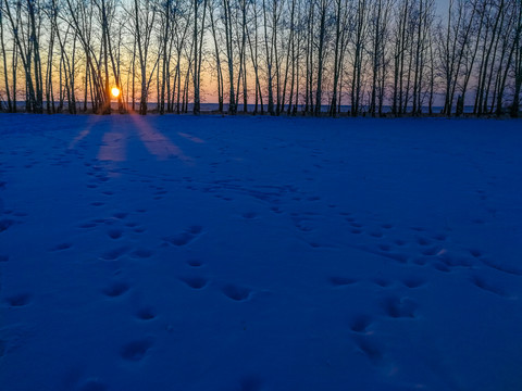 冬季雪原树林落日
