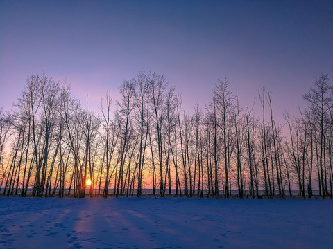 冬季杨树林落日太阳