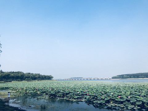 丁香湖荷花池