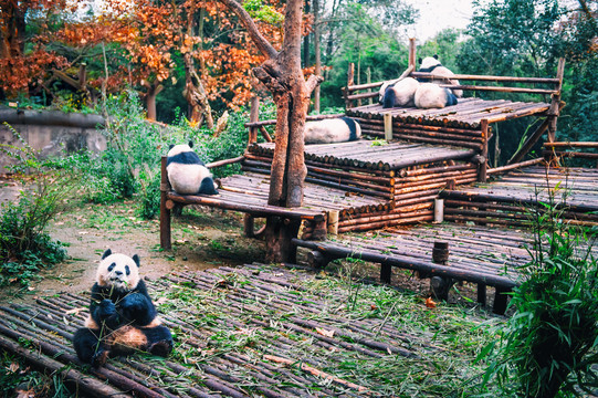 大熊猫人工繁育