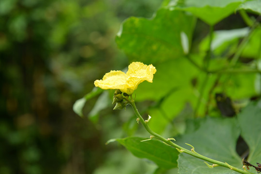 丝瓜花