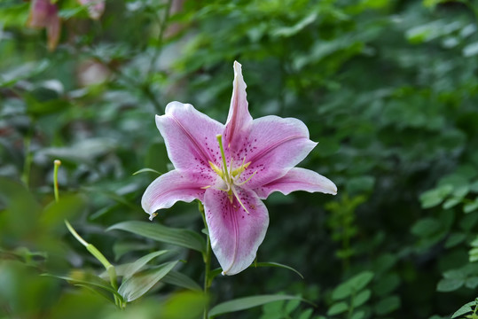 百合花