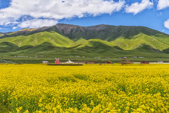 门源油菜花