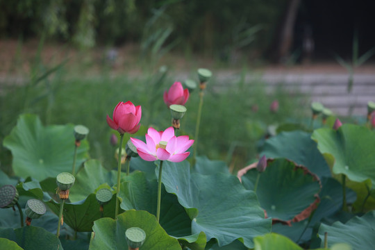 荷花特写