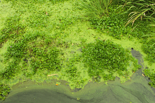 长满蓝藻水葫芦的河