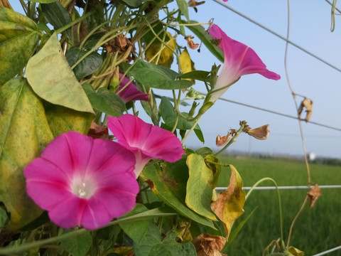 牵牛花开