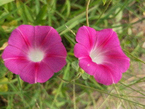 牵牛花开