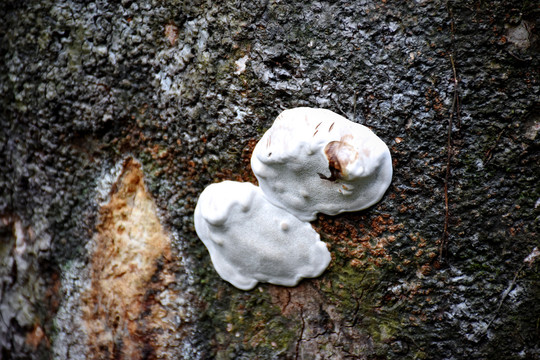 树干真菌