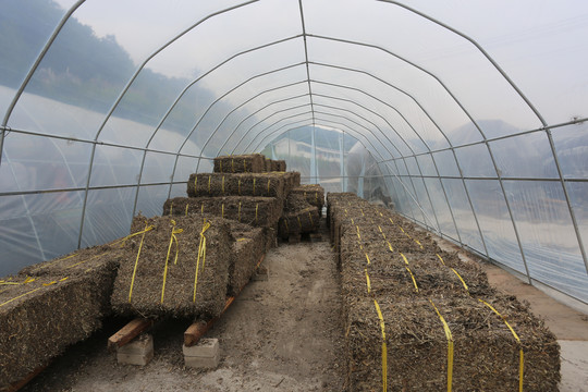 香菇基地