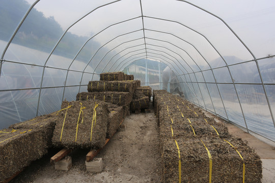 香菇基地