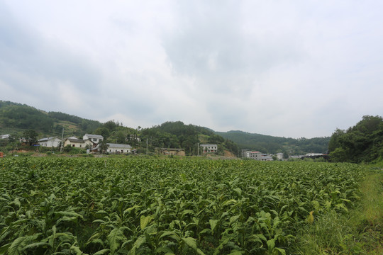 烟叶4