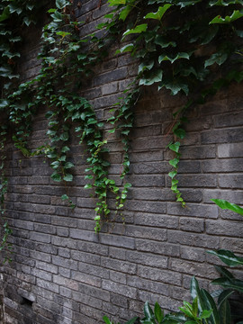 绿植青砖墙
