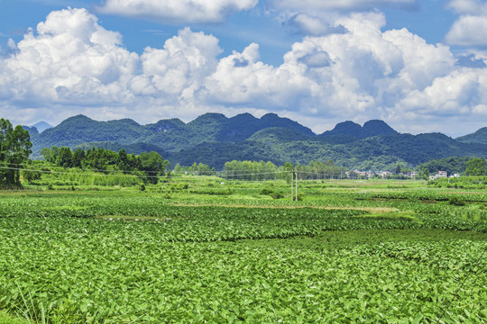 风景