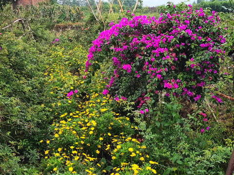 三角枫花种植园