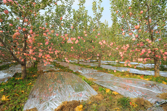 秋天的苹果园