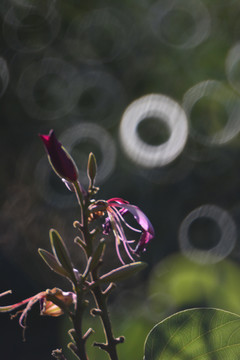 自然植物花鸟