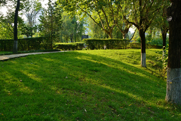 阳光树林草地风景