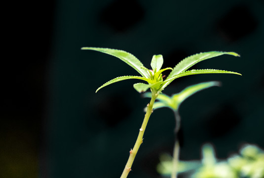 植物特写