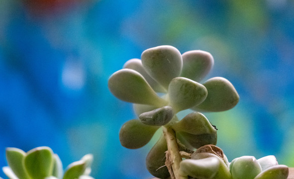 沙漠植物多肉