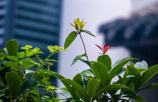 植物