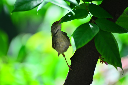 树上小鸟