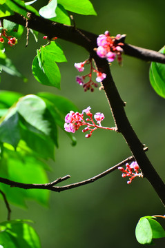 杨桃花花枝