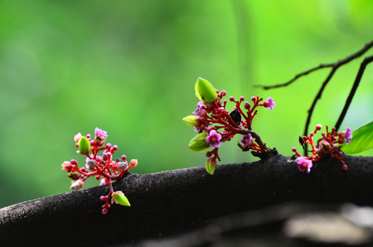 杨桃花