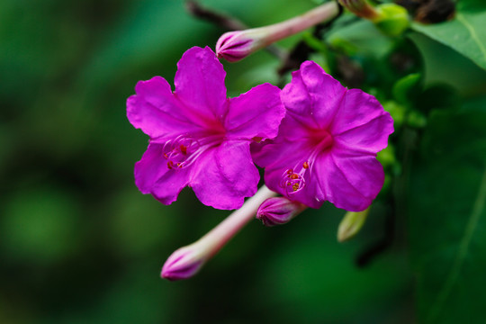 紫茉莉