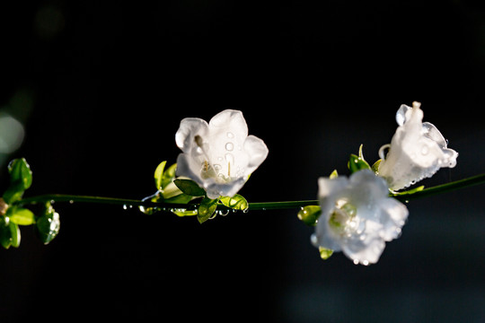 沙参花