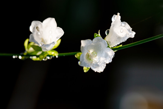 沙参花