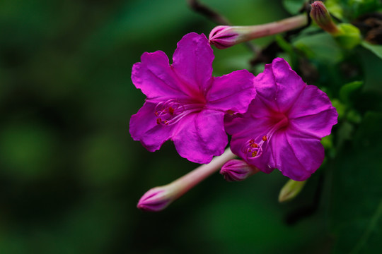 紫茉莉