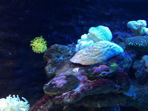 礁石与珊瑚