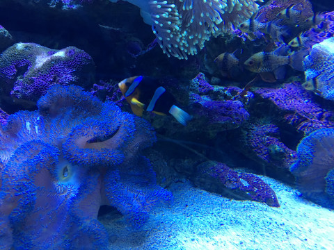 水族馆珊瑚礁鱼群