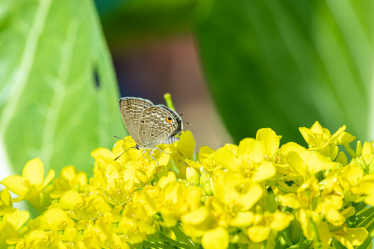 蝴蝶和油菜花