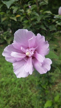 紫荆花2