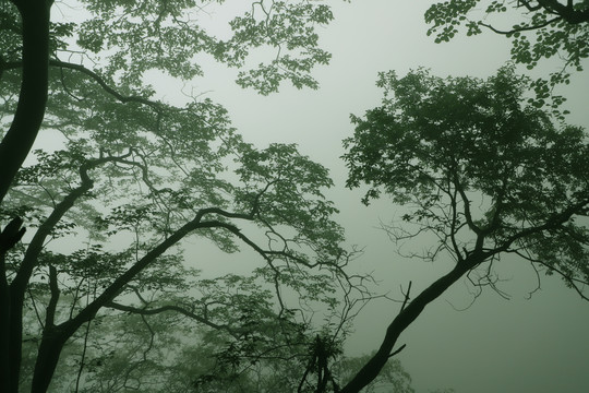 水墨树林