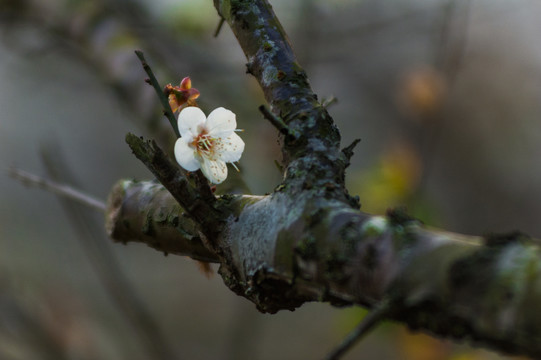 梅花