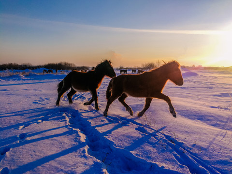 雪地奔跑的蒙古马
