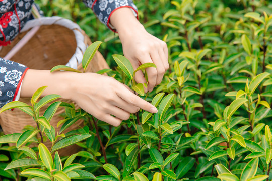 采茶叶制茶