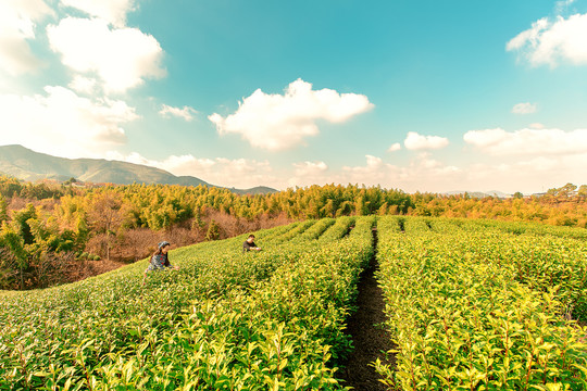 茶山茶园