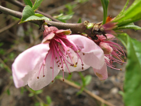 桃花