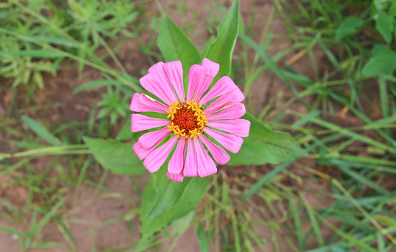 草原鲜花
