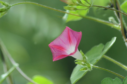 牵牛花