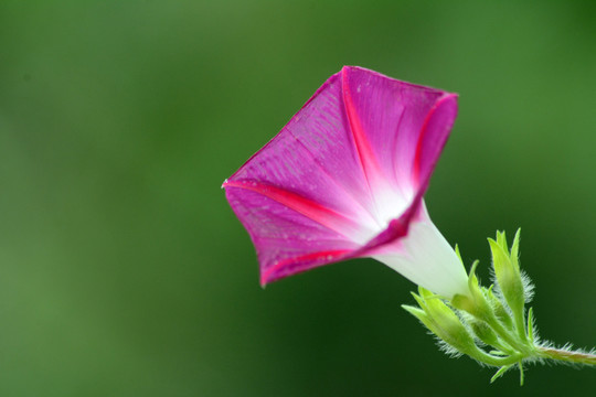 牵牛花