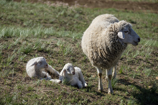 母羊和羔羊